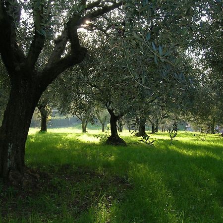 Olive Tree Hill Bed and Breakfast Zagarolo Eksteriør billede